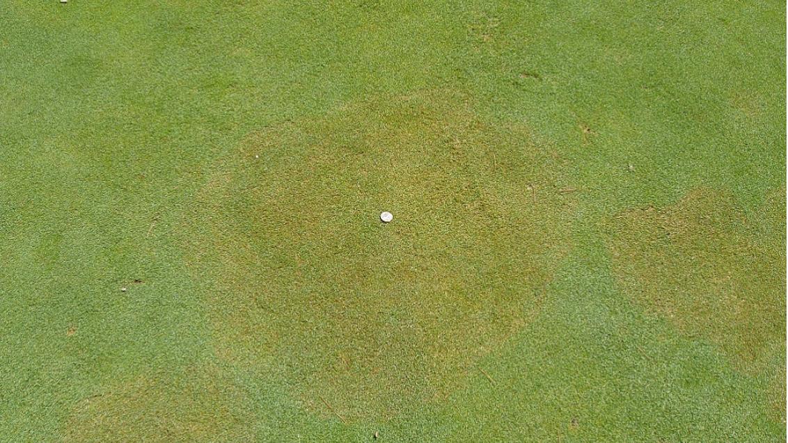 Brown Patch