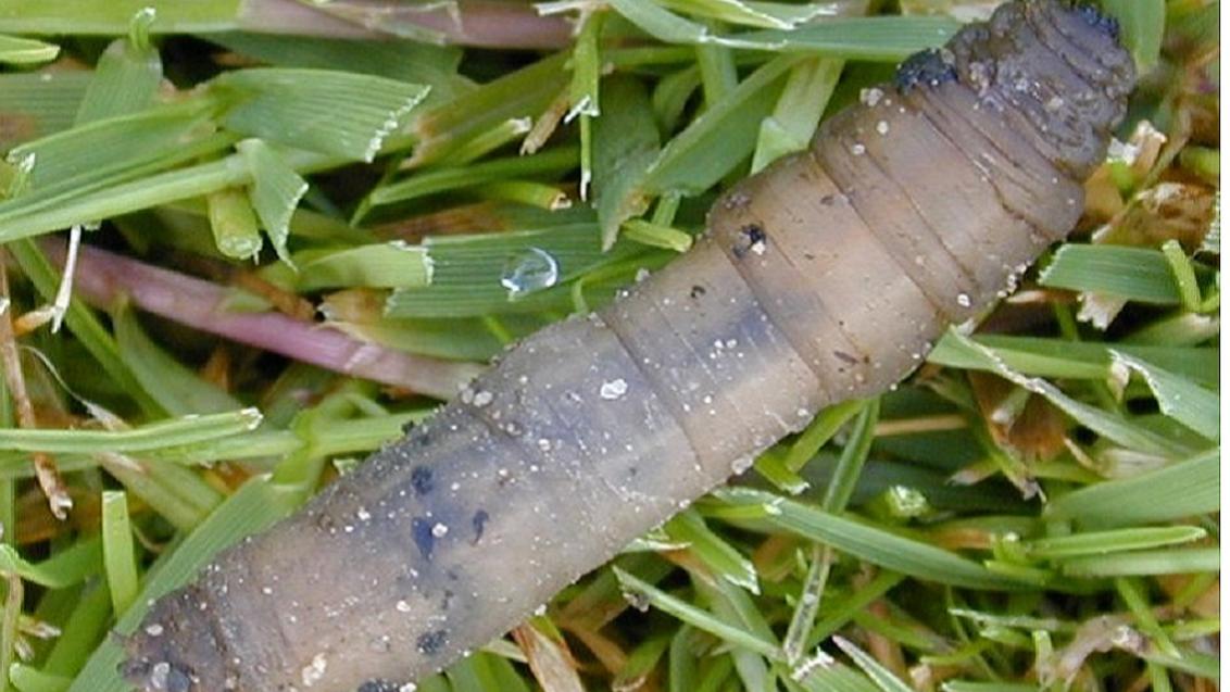 Leatherjacket Larvae