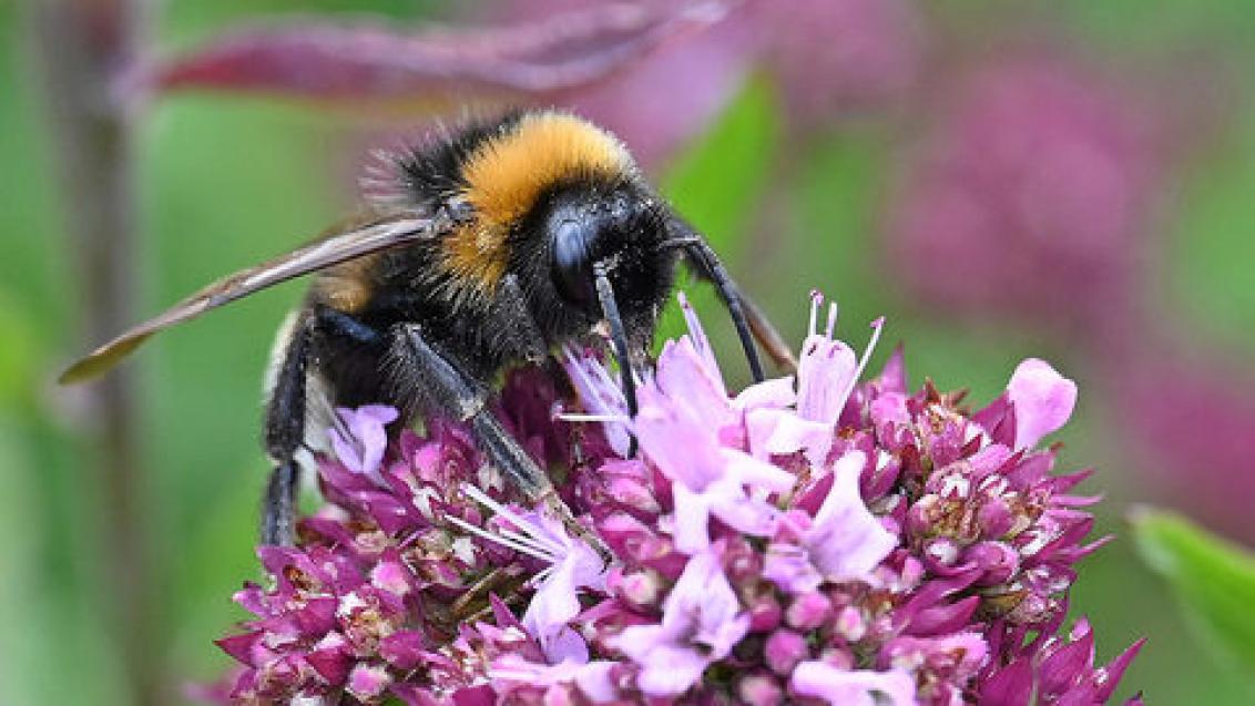 corhampton_bumblebee_3