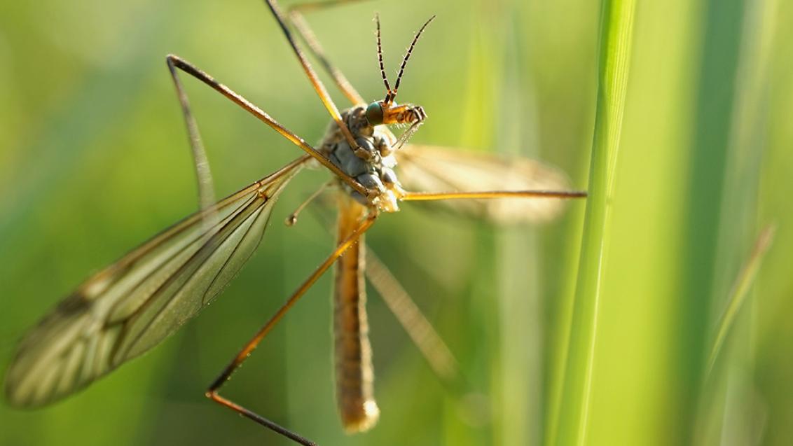 1024_x_576_european_crane_fly.jpg