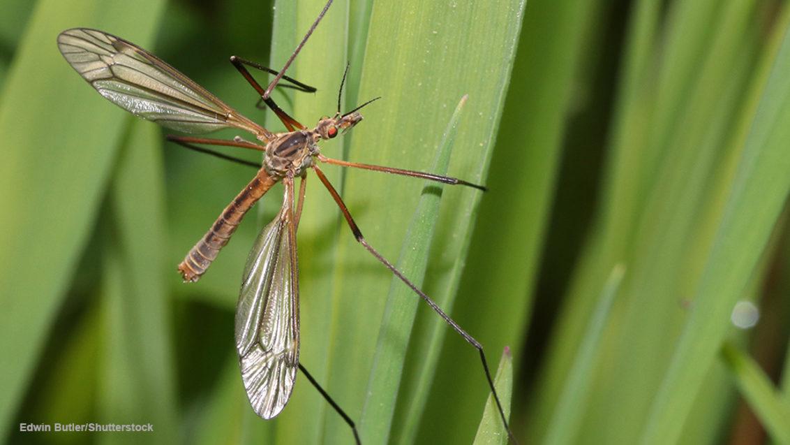 1024_x_576_-_crane_fly_2.jpg