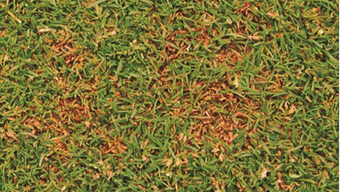 anthracnose