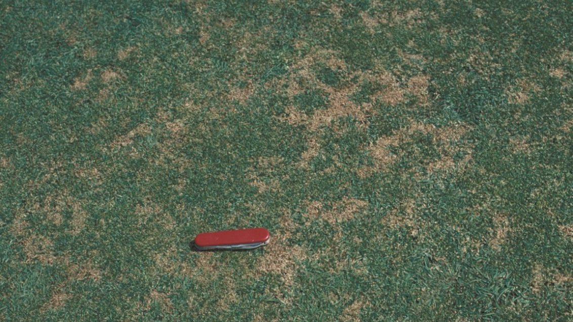 anthracnose