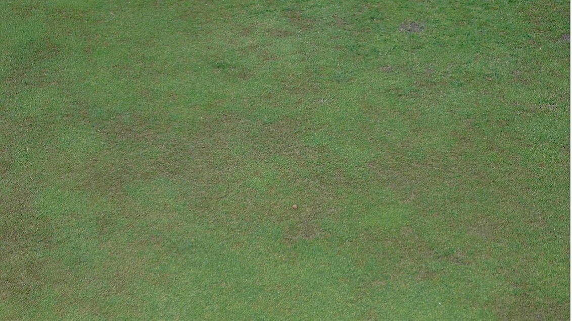 anthracnose_foliar_blight
