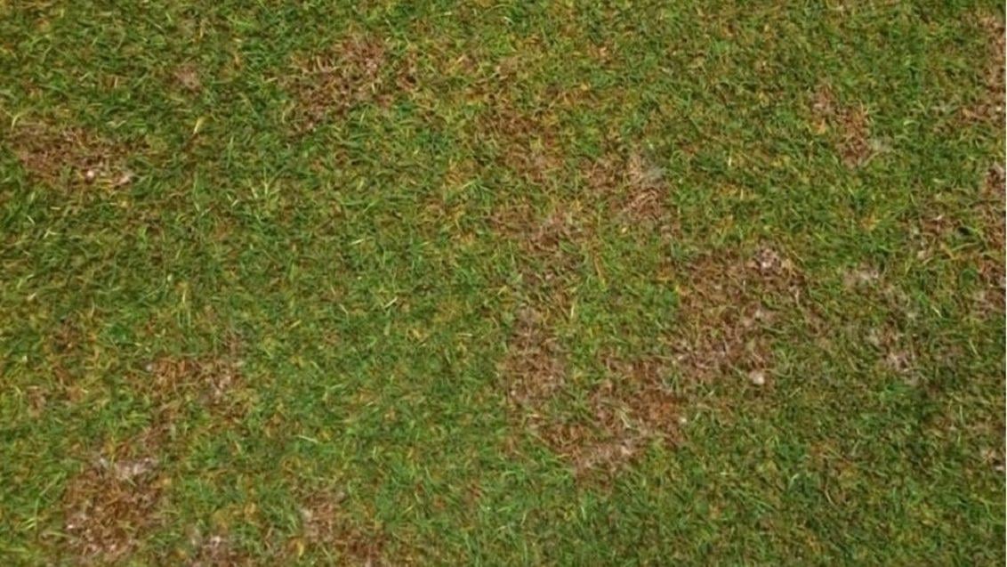 Microdochium Patch