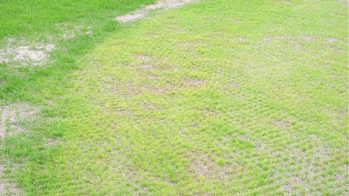Seedling Blight
