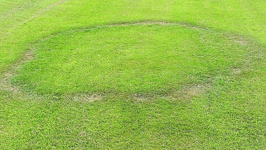Type I Fairy Ring Disease, image from UK