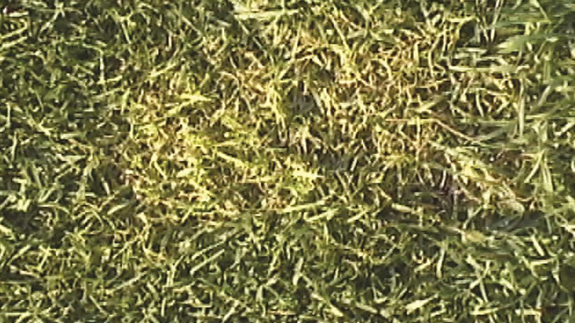 Curvularia Leaf Spot