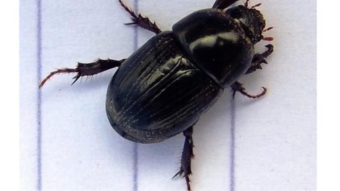  Adult Black Beetle