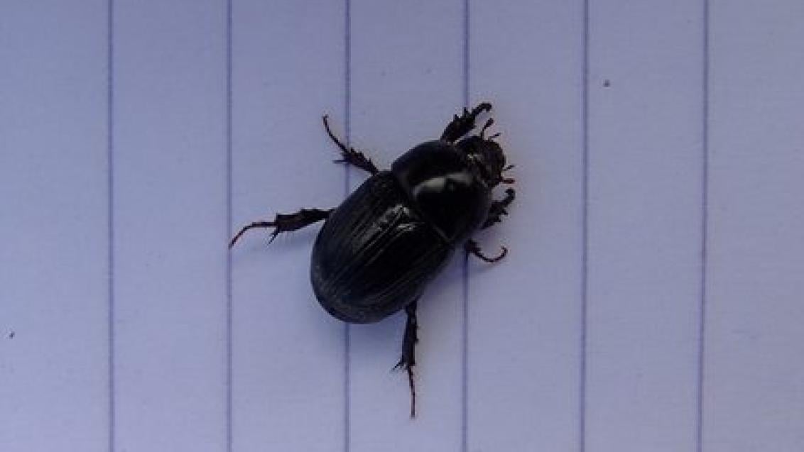 Adult Black Beetle
