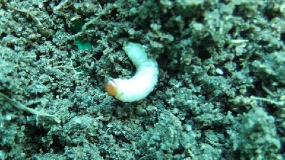 Billbug larvae