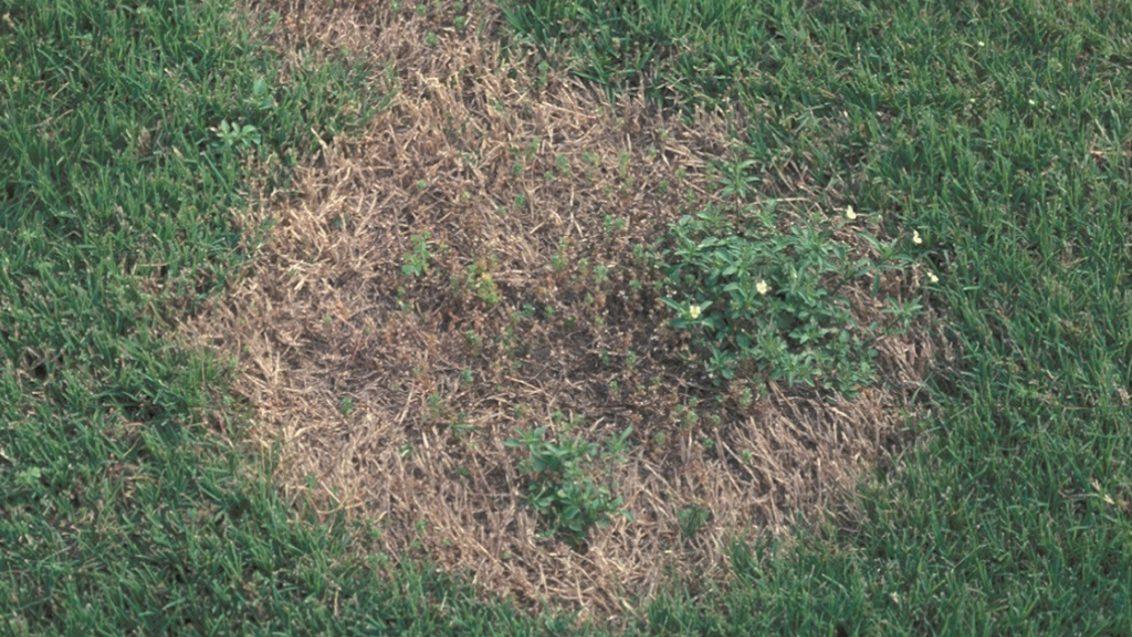 Spring Dead Spot