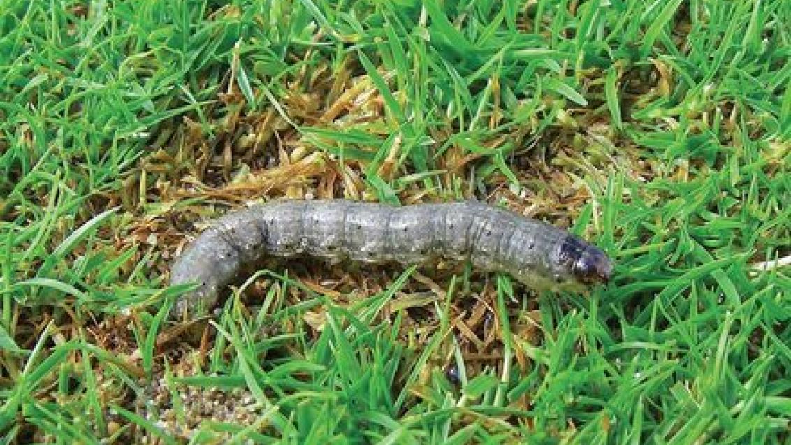 Cutworm