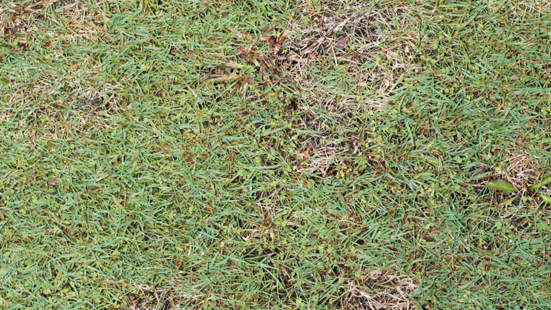 Dollar Spot