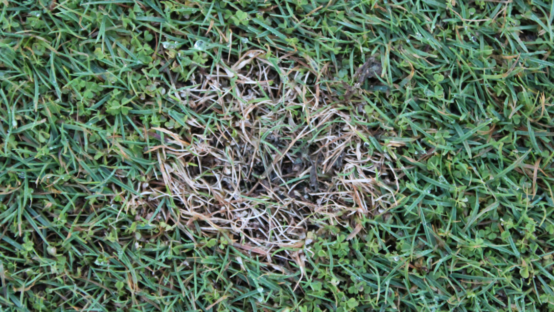 Dollar Spot