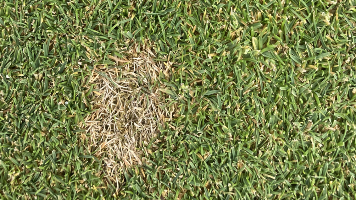 Dollar Spot