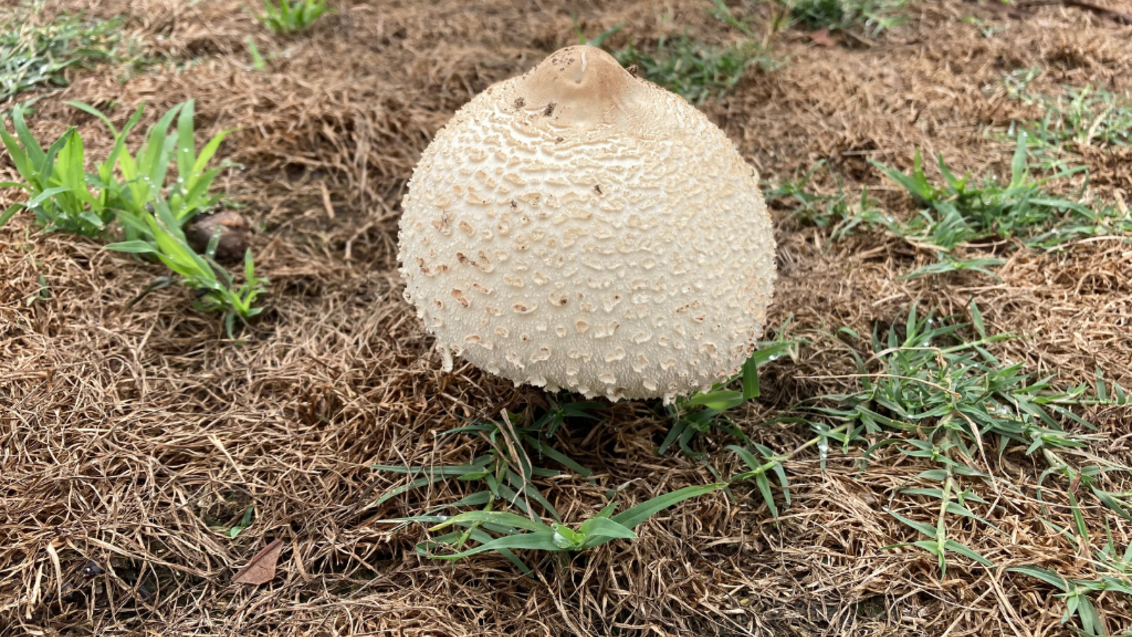 Fairy Ring Fruiting Bodies (c) Syngenta