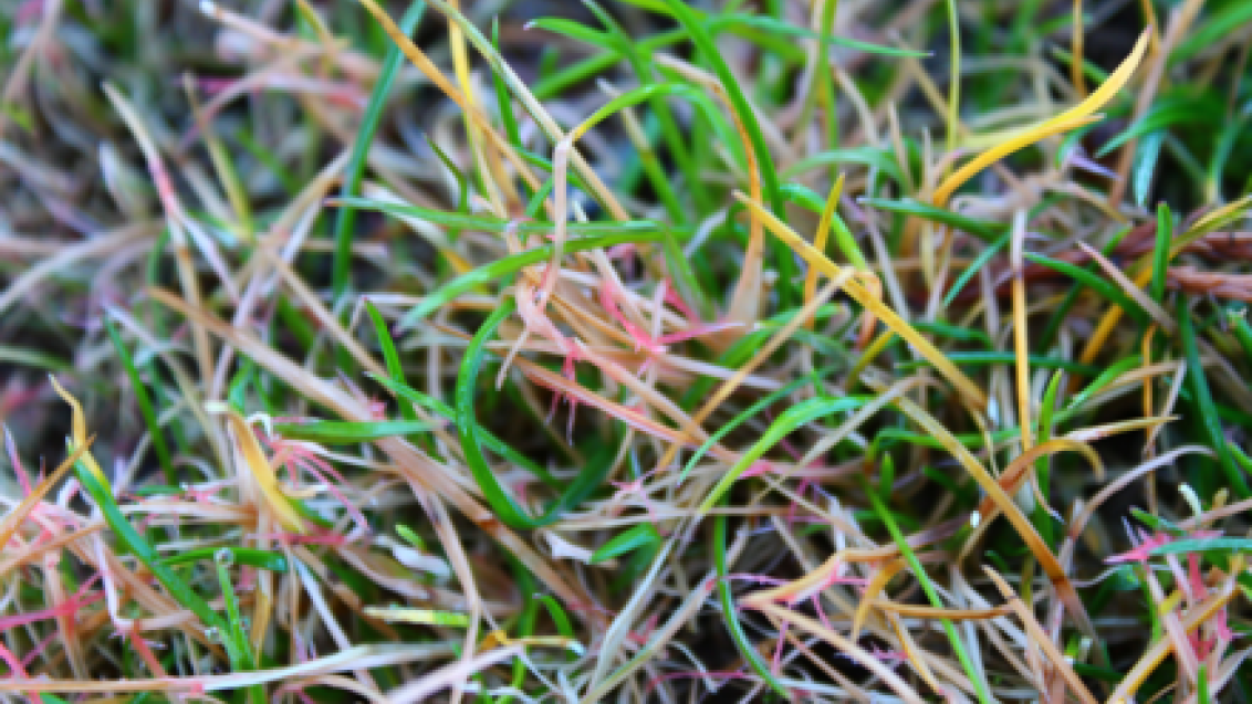 Red Thread (c) Syngenta