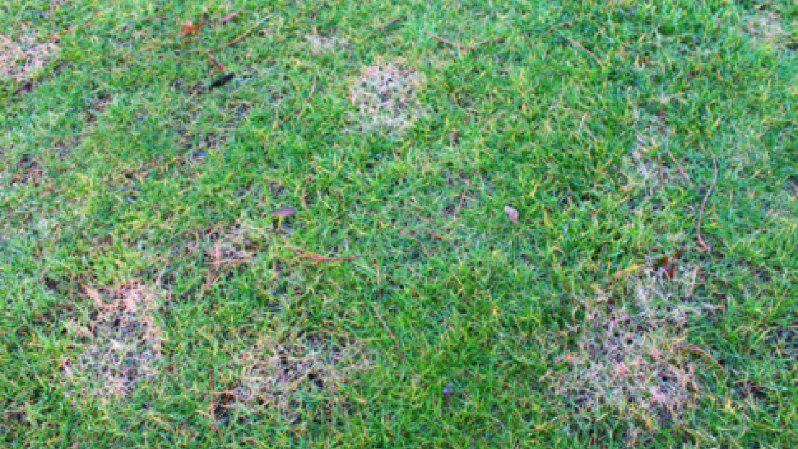 Red Thread (c) Syngenta