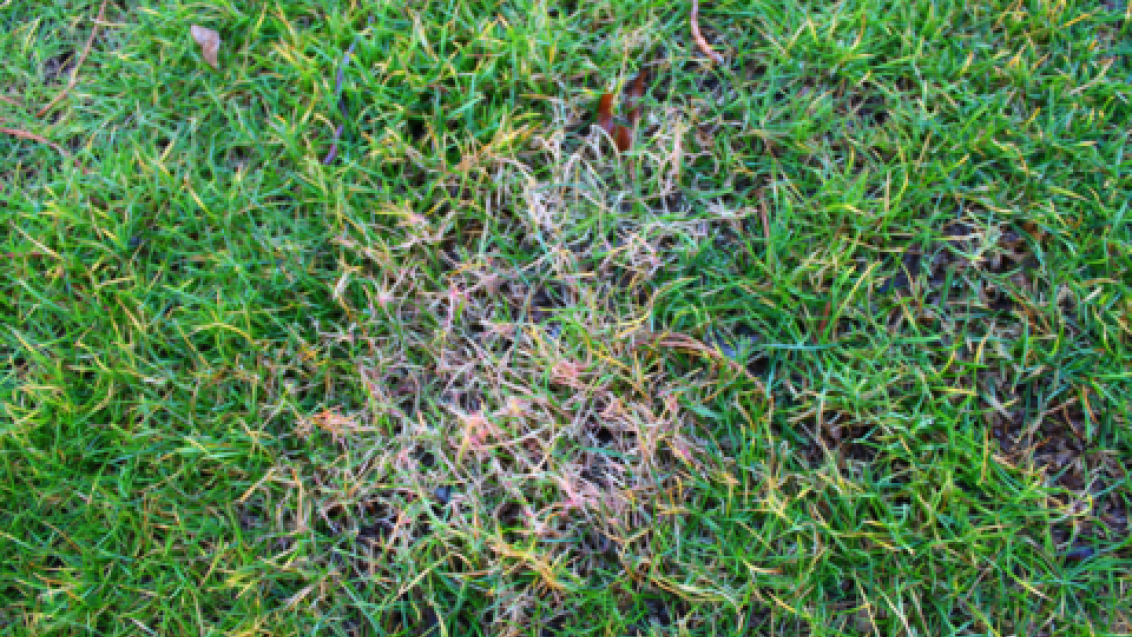Red Thread (c) Syngenta