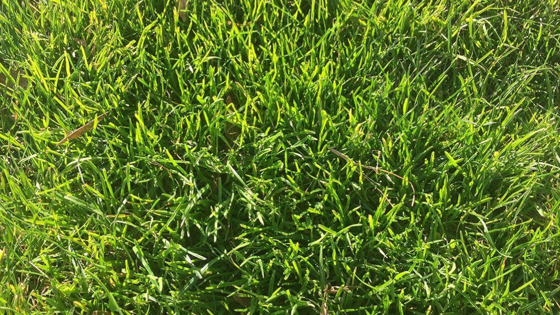 1024x716px_poa_annua_winter_grass_3361.jpg
