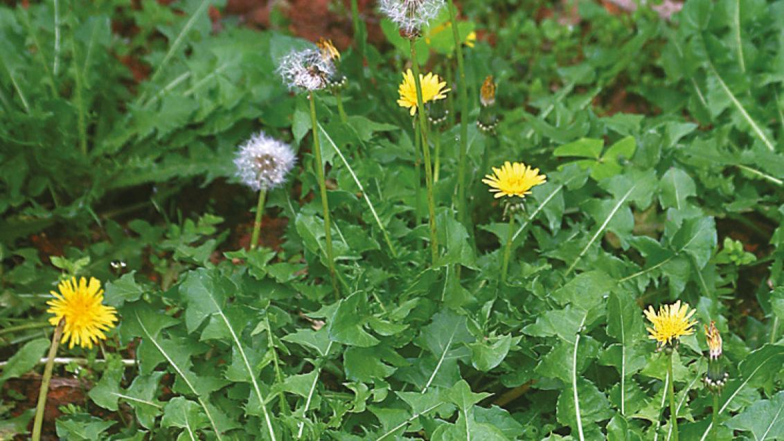 lowenzahn_weed_145666_dandelion3