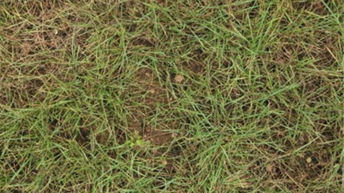 grayleafspot
