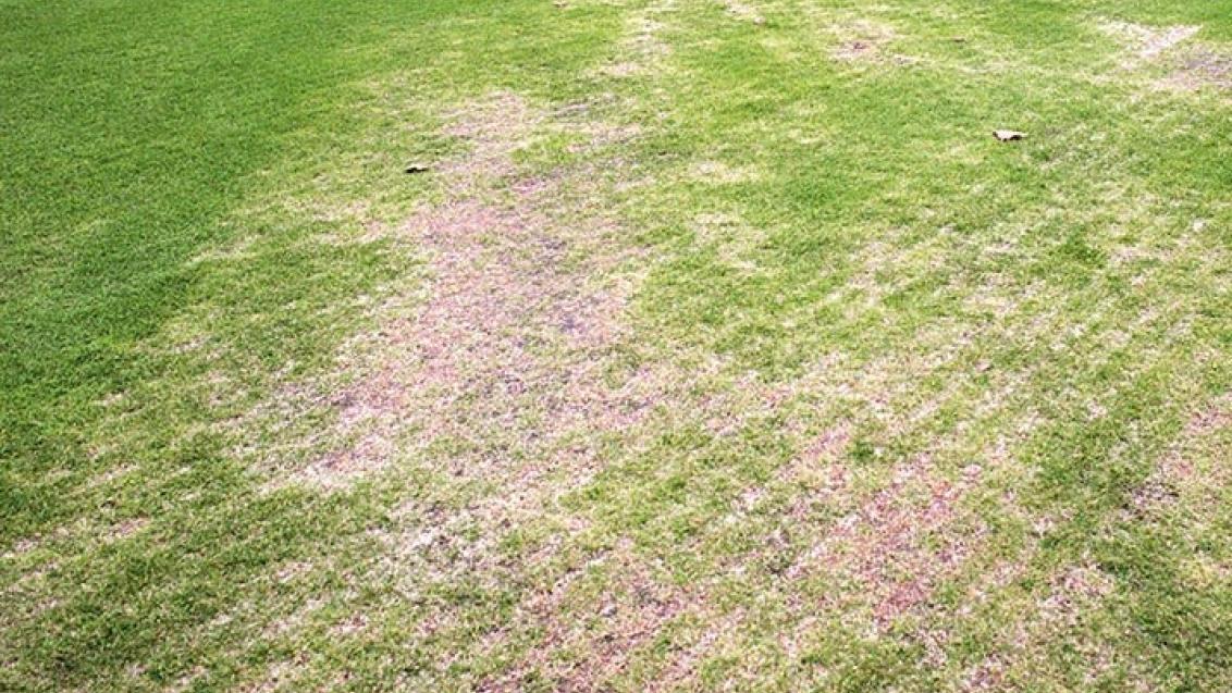pythium