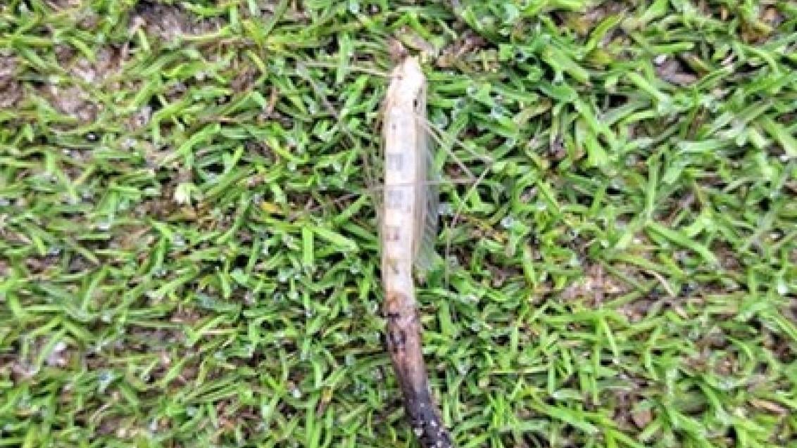 tipula