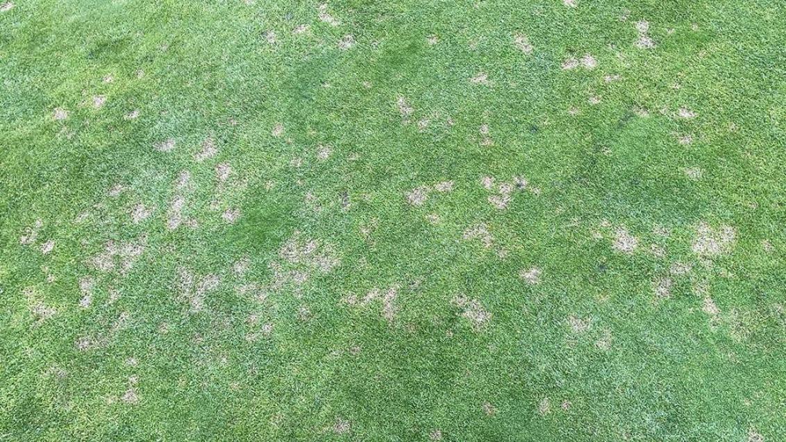 Dollar spot