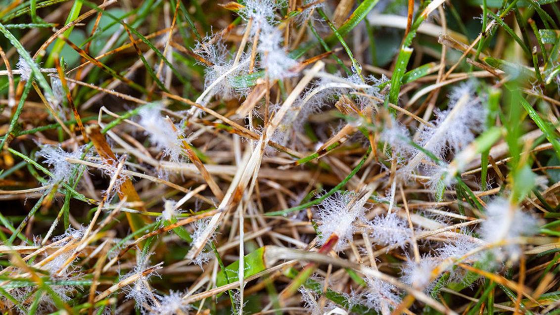 Dollar spot patogen