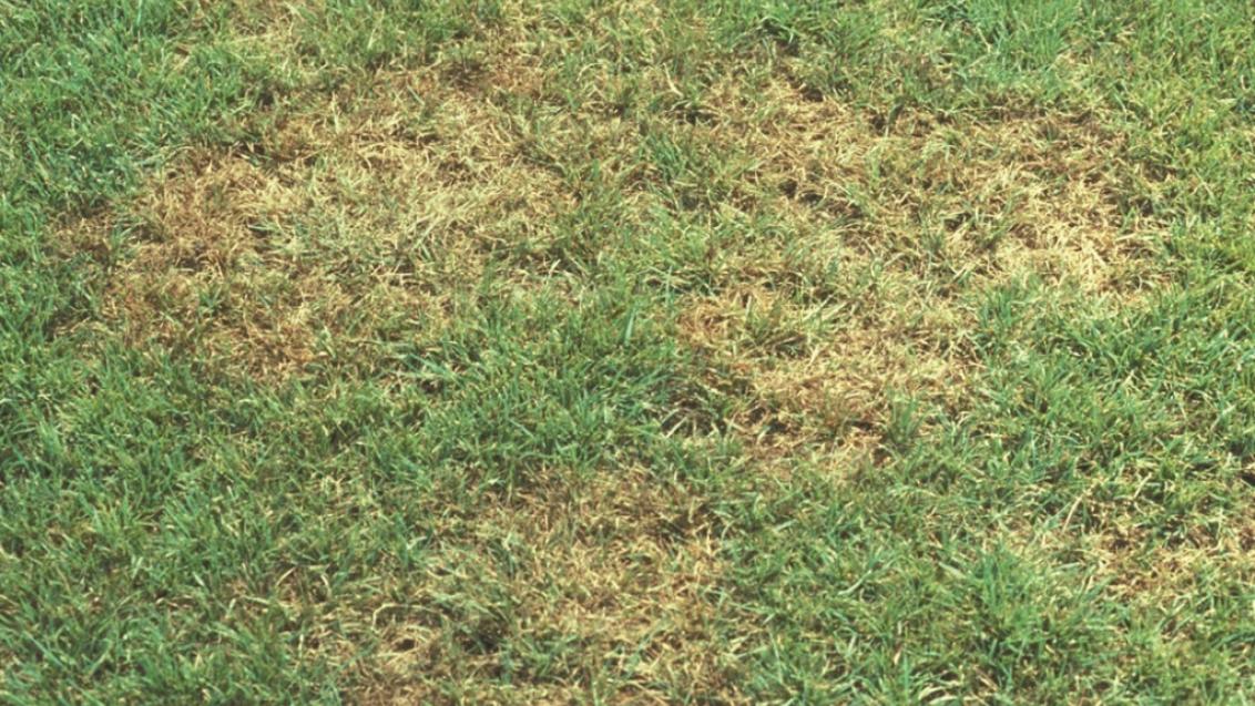 brown_patch_rhizoctonia_solani