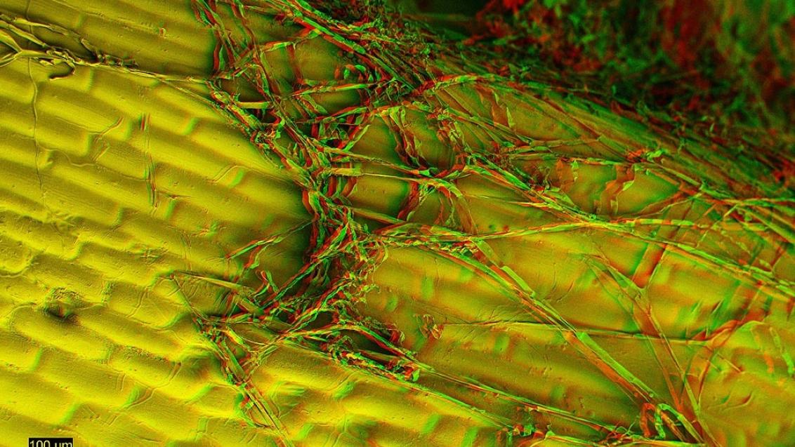mycelium control on the leaf surface