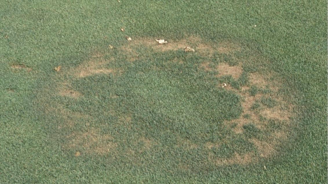 fairy ring type 1.