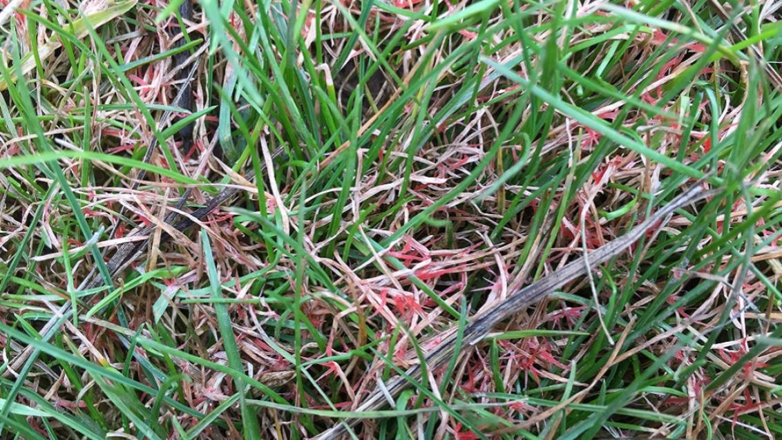 red_thread