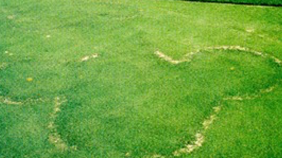 fairyrings