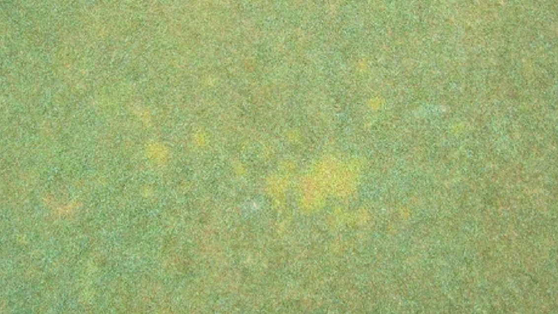 yellowtuft