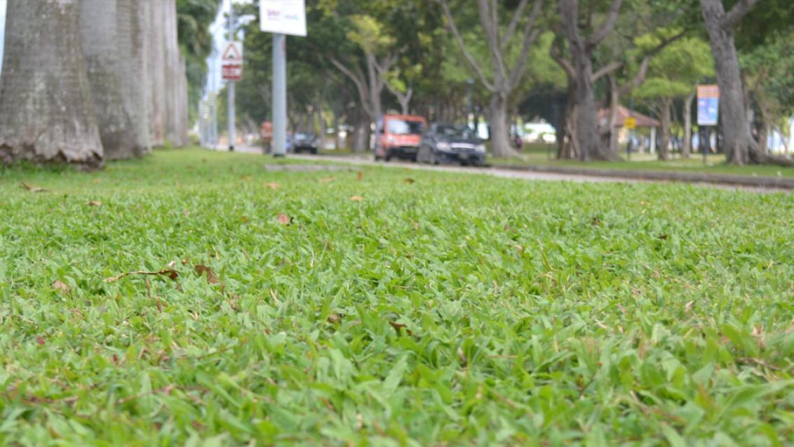 andscape_nature_strip_street