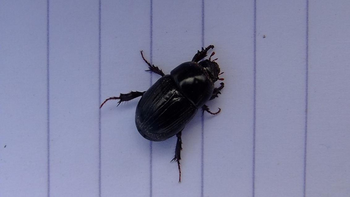 Adult Black Beetle