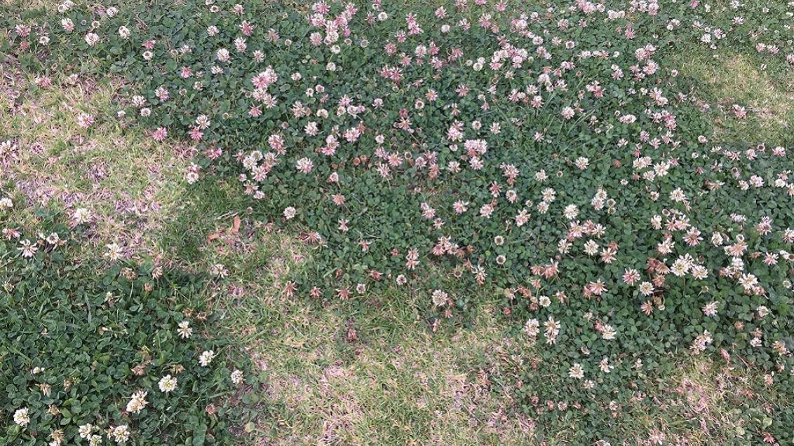 Clover
