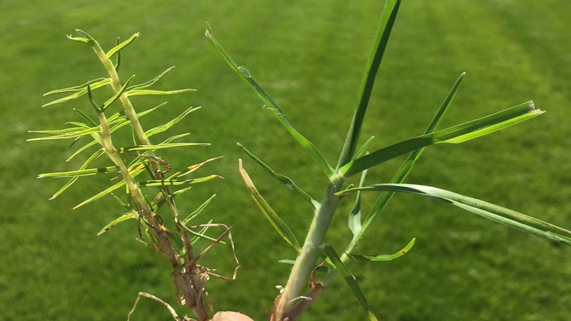 Couchgrass Mite