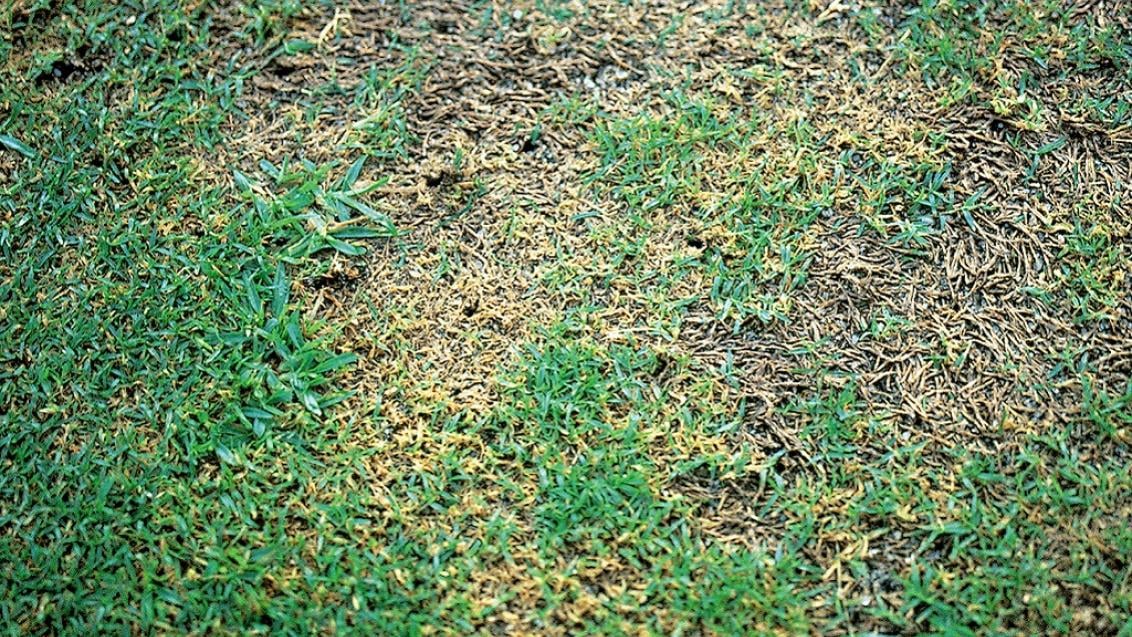 Couchgrass Decline