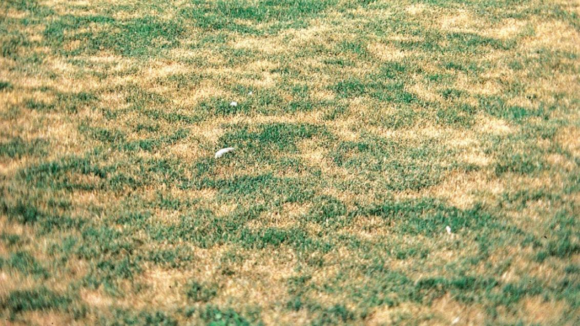 Sod Webworm Damage