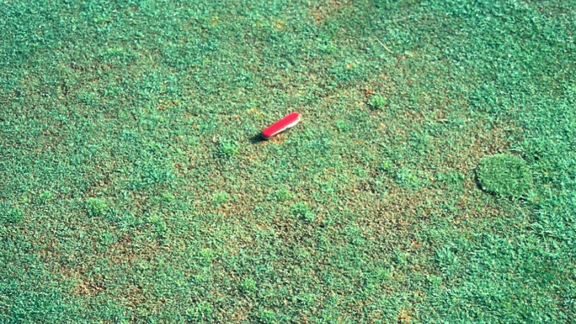 Pythium Root dysfunction
