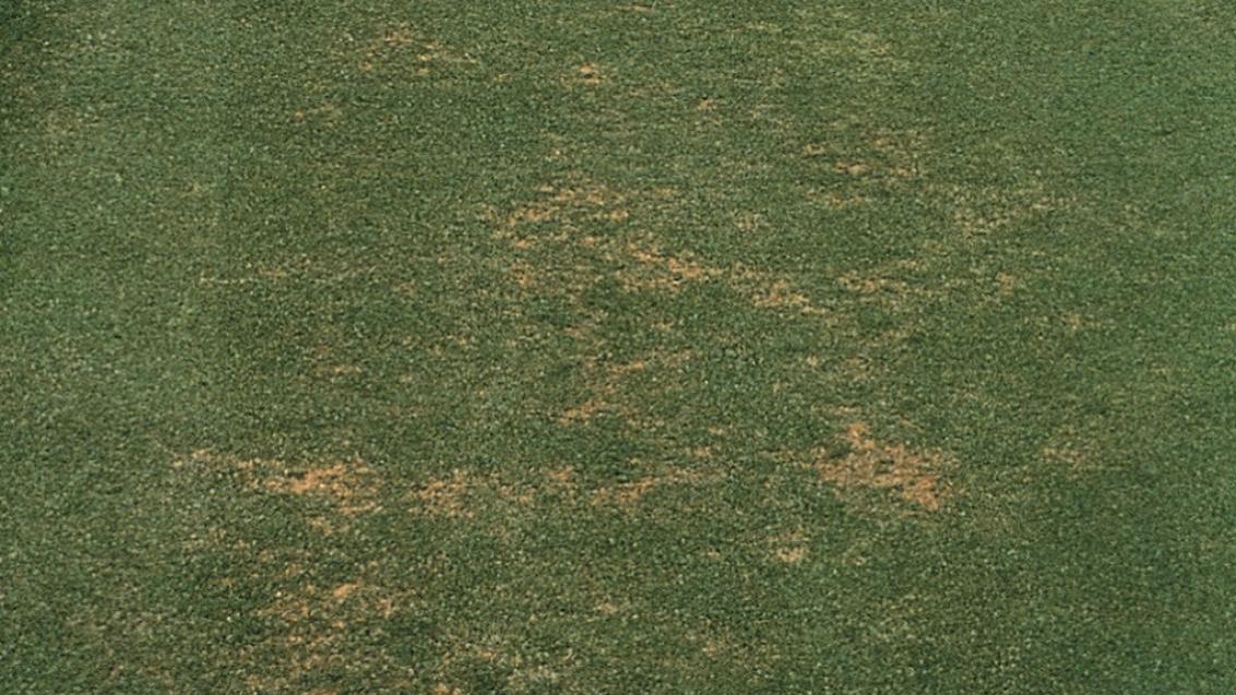 Pythium Root Rot