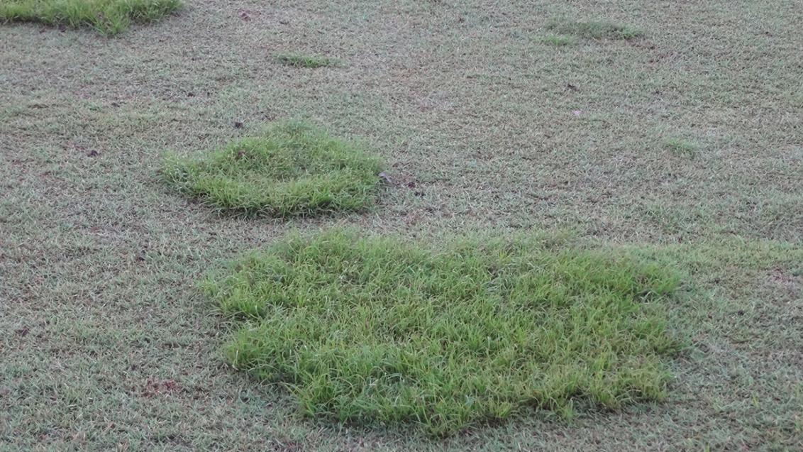 Annual sedge