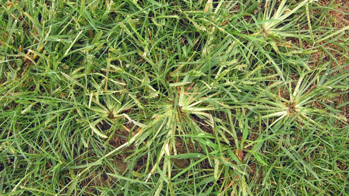 goosegrass