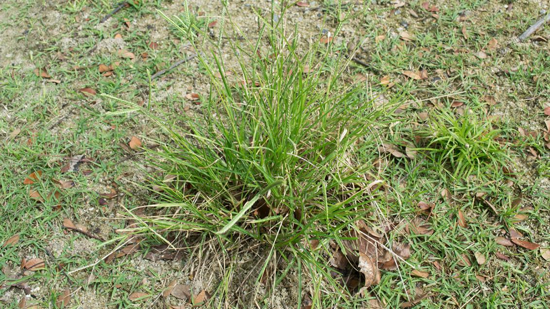 goosegrass