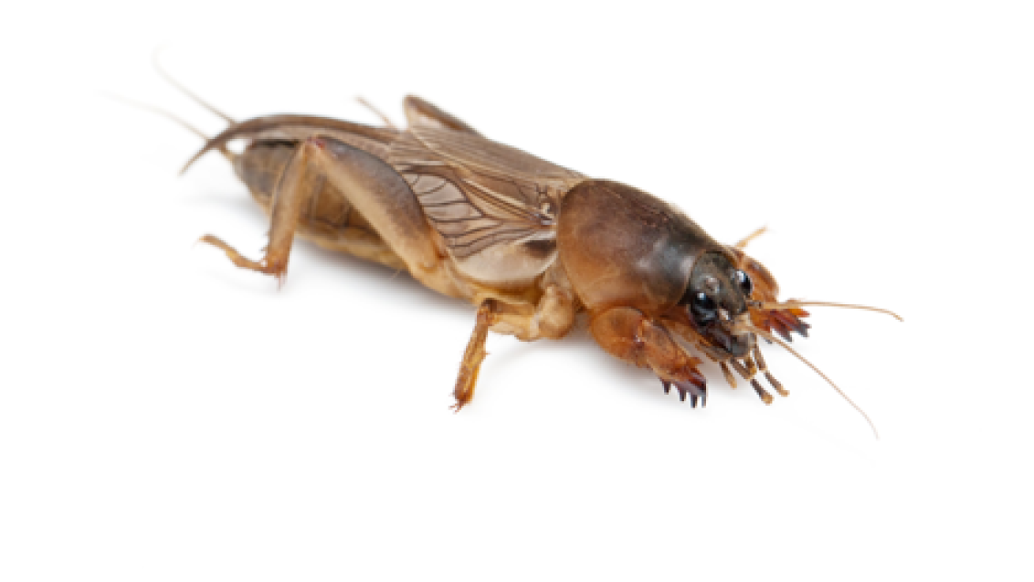 mole_cricket