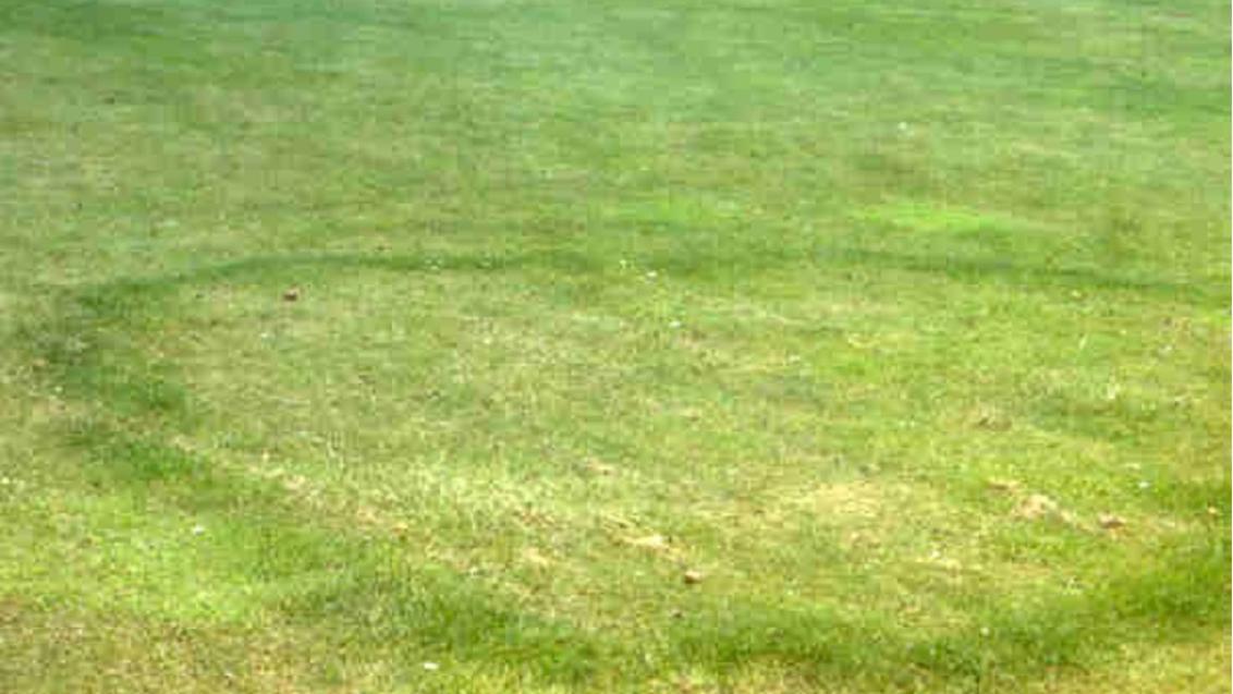 Type 2 Fairy Ring